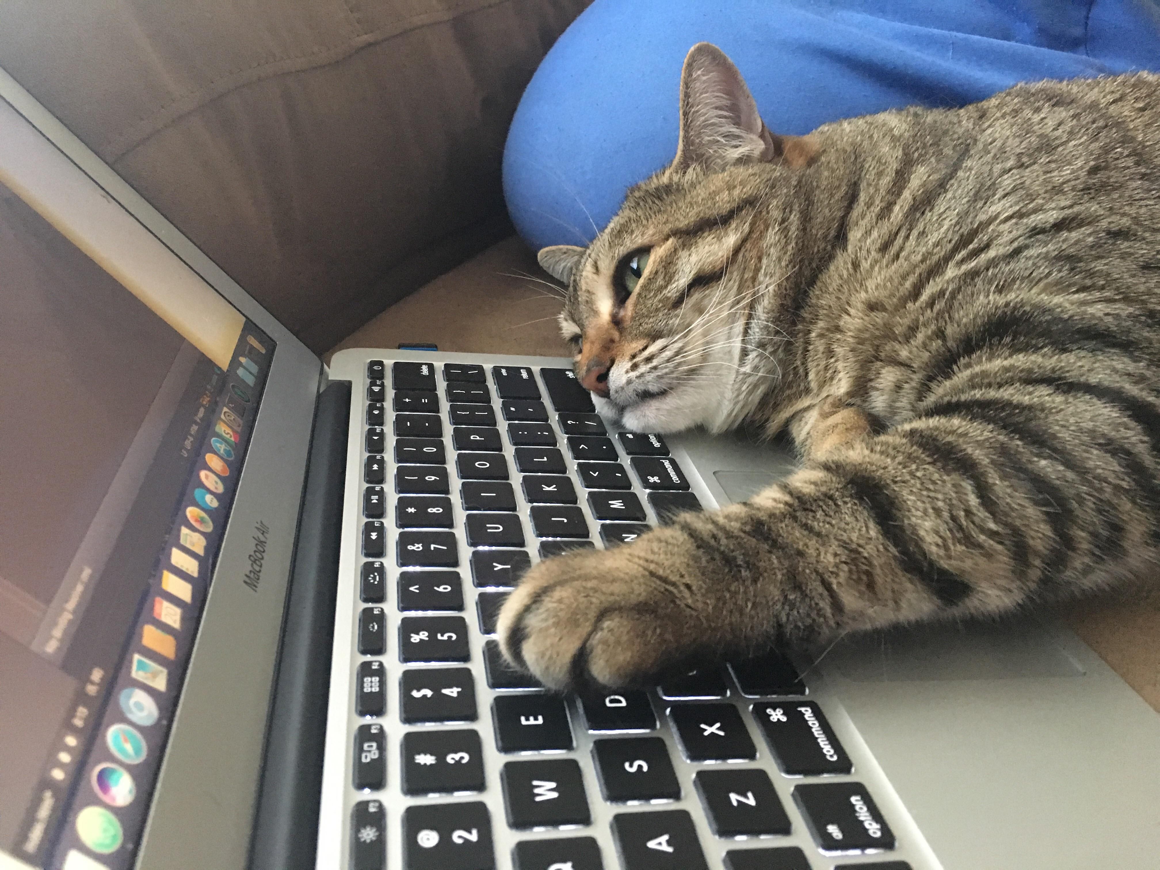 Cat coding