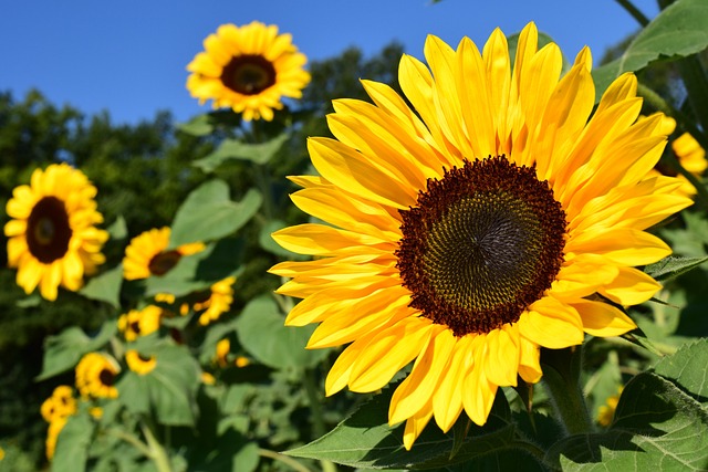 Sunflower image